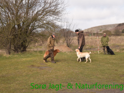 Hundetræning forår 2016